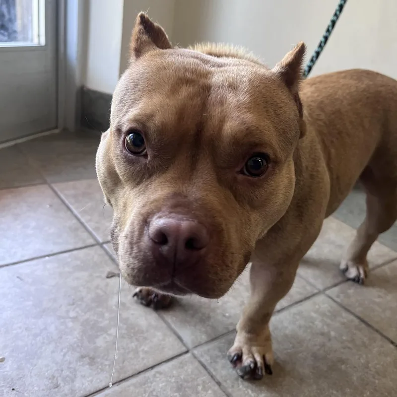 An adult medium-sized female Yellow / Tan / Blond / Fawn Mixed Breed dog named Sandy for adoption in Chattanooga, TN