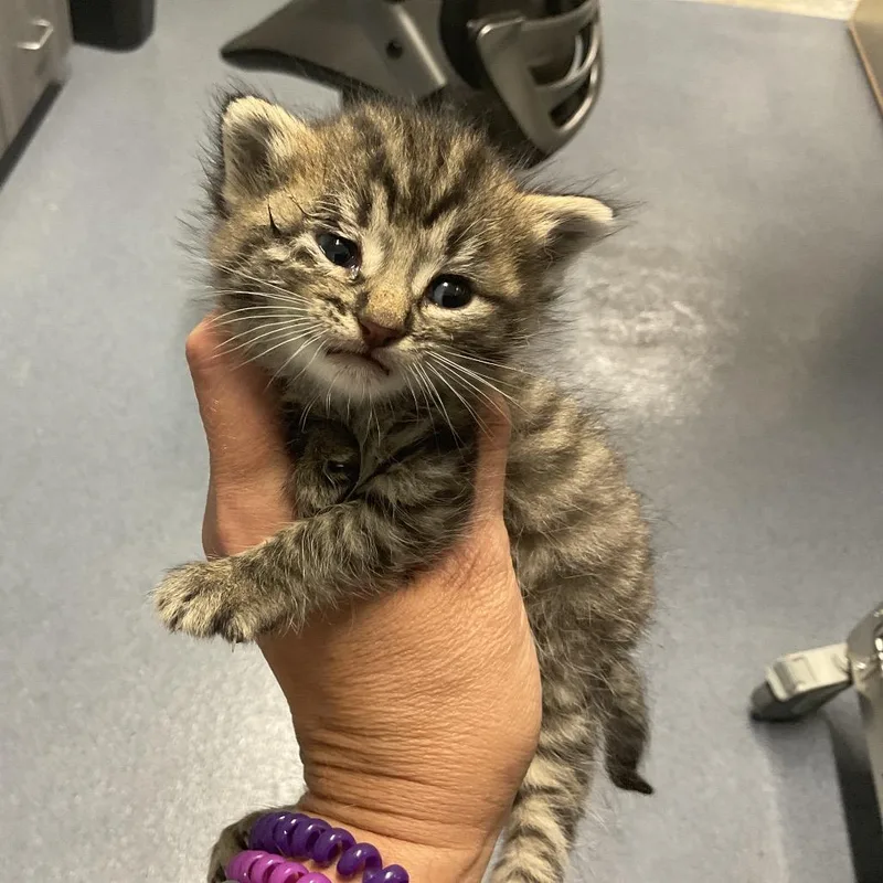 A baby small-sized female Gray / Blue / Silver Domestic Short Hair cat named SJASStray for adoption in Saint Joseph, MO