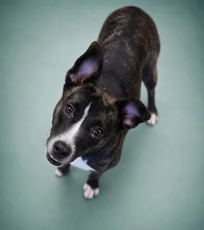 An adult small-sized female Pit Bull Terrier dog named Lilo for adoption in Bowling Green, KY