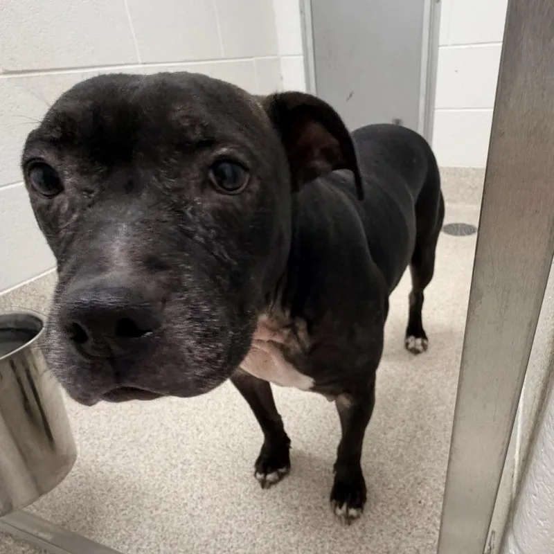 An adult medium-sized female Black Pit Bull Terrier dog named Twinkle for adoption in Horn Lake, MS