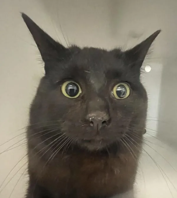 Phantom Of The Opera