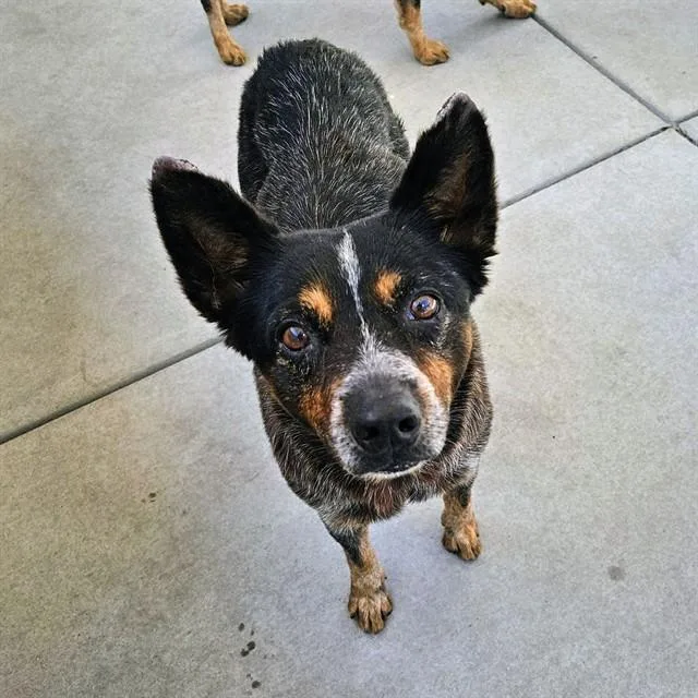 A senior medium-sized female Australian Cattle Dog / Blue Heeler dog named Gracie for adoption in Camarillo, CA