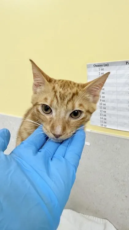A young small-sized male Domestic Short Hair cat named Max for adoption in Honolulu, HI