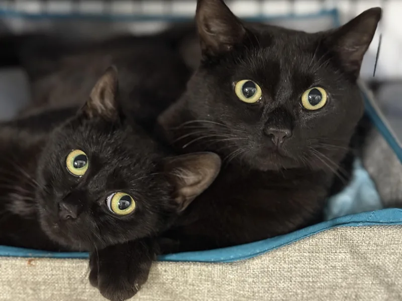 A young medium-sized female Black Domestic Short Hair cat named Romeo & Juliette for adoption in Seneca, SC