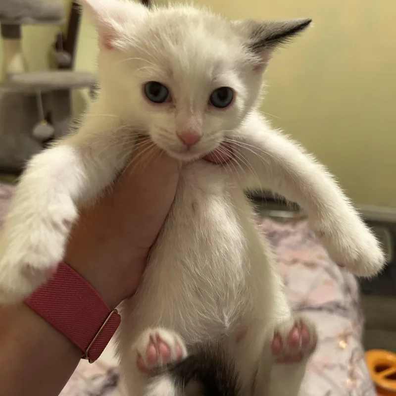 A baby medium-sized male Brown / Chocolate Domestic Short Hair cat named Goofy for adoption in Richmond, VA