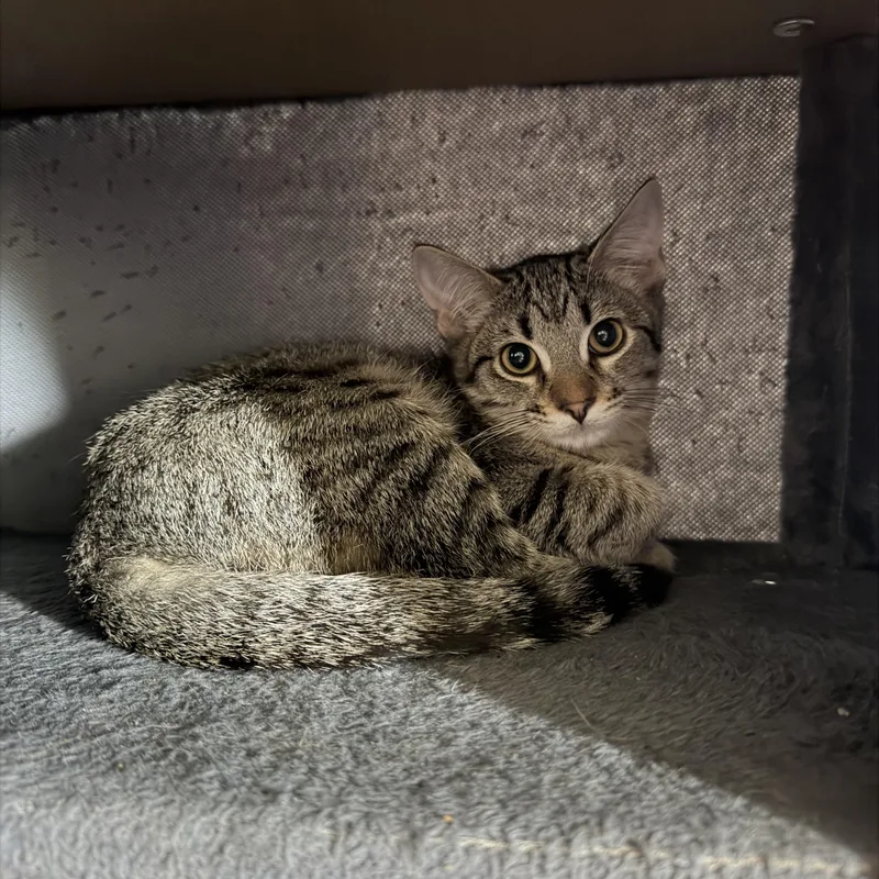 A baby medium-sized female Tabby (Brown / Chocolate) Domestic Short Hair cat named Aster II for adoption in Houston, TX