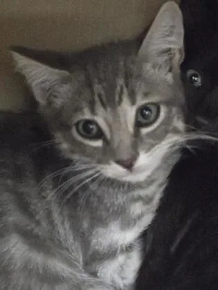 A baby small-sized male Domestic Short Hair cat named Equilateral for adoption in Roseville, CA