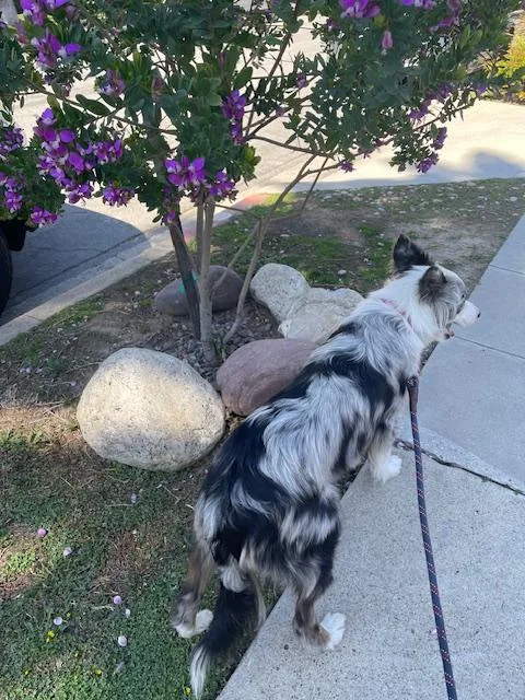 An adult medium-sized male White / Cream Border Collie dog named Kika for adoption in Los Angeles, CA