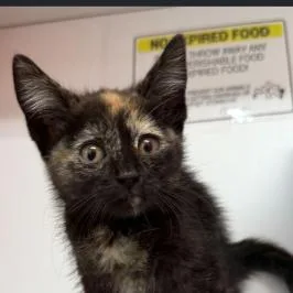 A baby small-sized female Tortoiseshell Domestic Short Hair cat named Meowzart for adoption in Los Angeles, CA