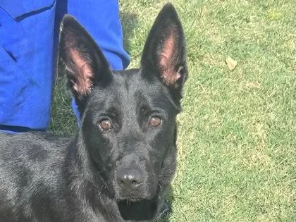 An adult medium-sized female Black Mixed Breed dog named Pistachio for adoption in Georgetown, TX