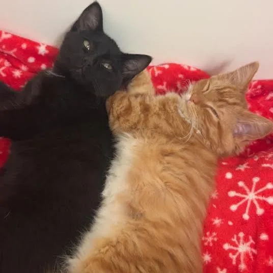 Orange Sherbet thumbnail 2