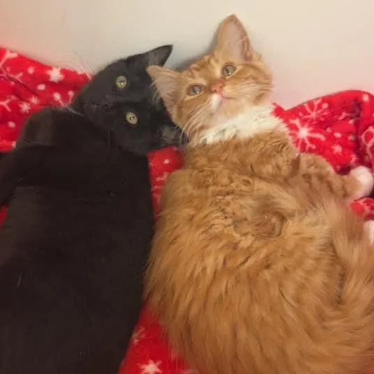 Orange Sherbet thumbnail 3