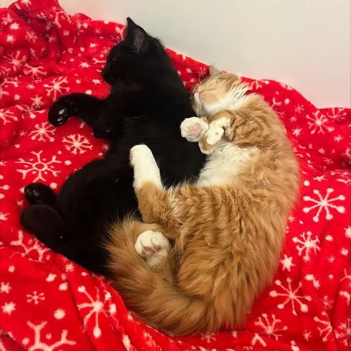 Orange Sherbet thumbnail 4