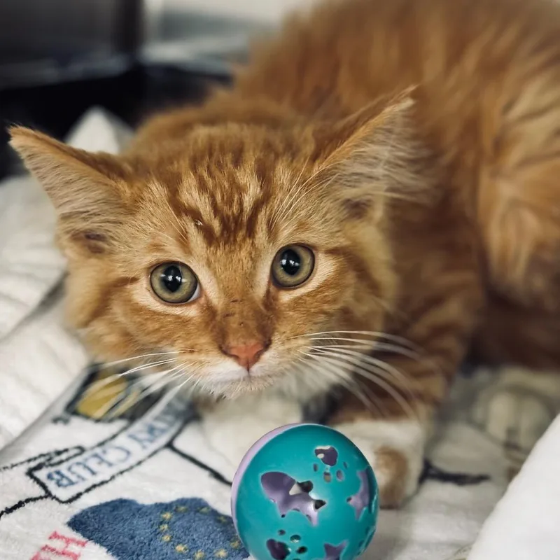 Orange Sherbet thumbnail 5