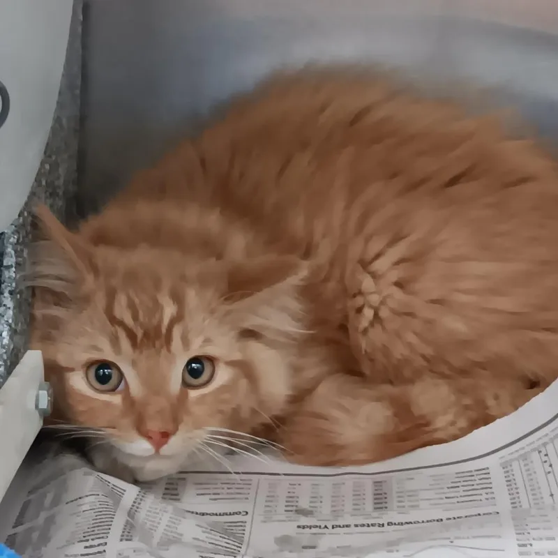 Orange Sherbet thumbnail 6