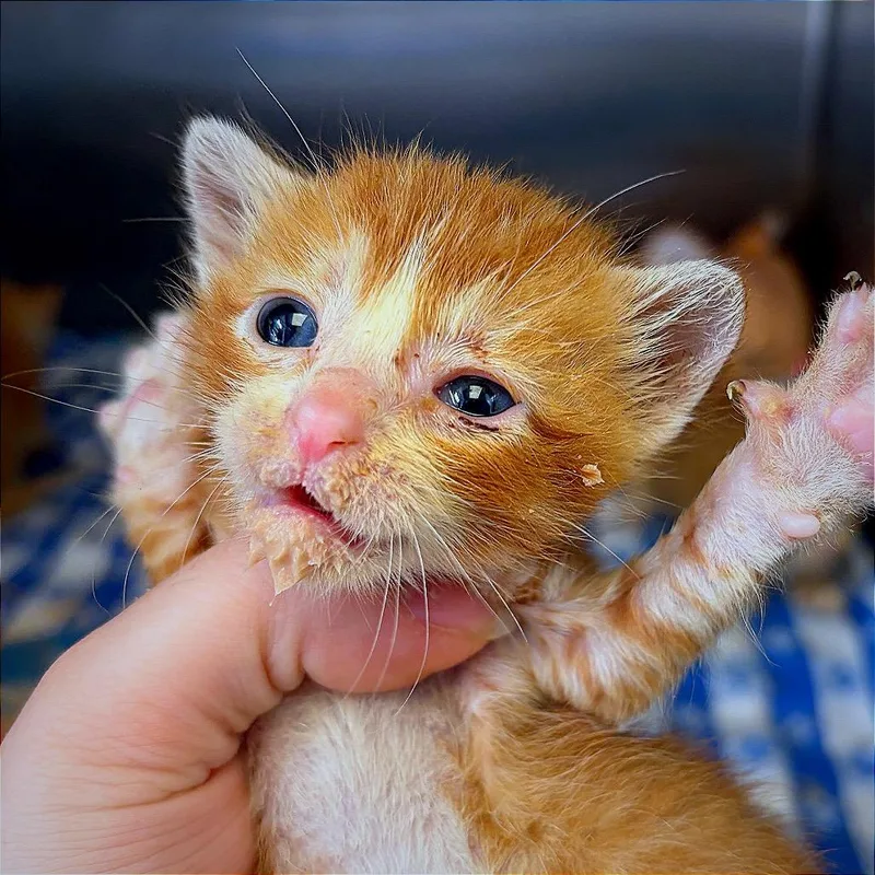A baby small-sized male Orange / Red Domestic Short Hair cat named Bing for adoption in Hannibal, MO