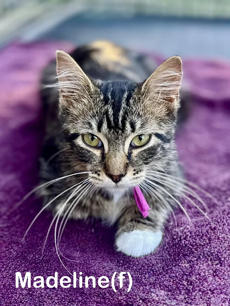 A baby small-sized female Domestic Short Hair cat named Madeline for adoption in Dixon, CA