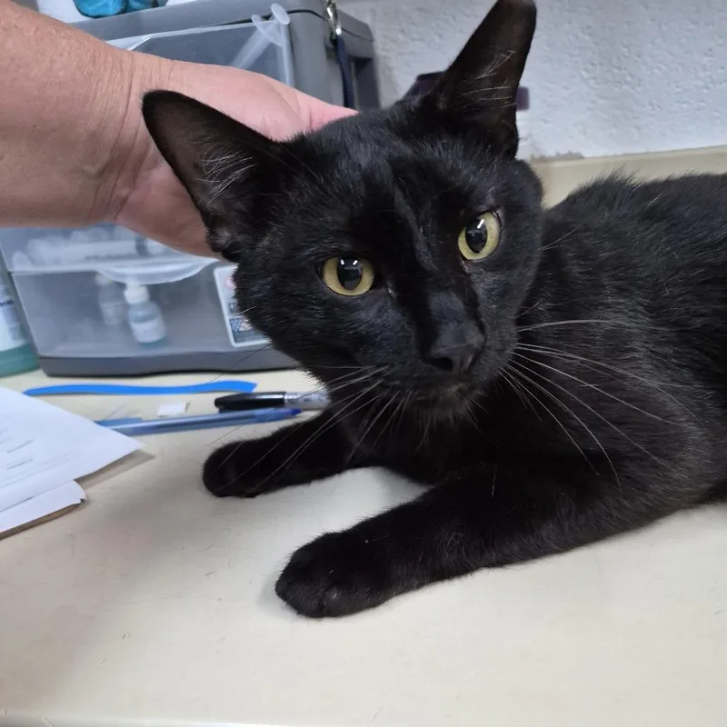 An adult large-sized male Black Domestic Short Hair cat named Dust for adoption in Ardmore, OK
