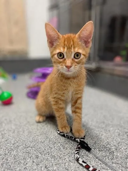 A baby medium-sized male Orange / Red Domestic Medium Hair cat named Templeton for adoption in Tinley Park, IL