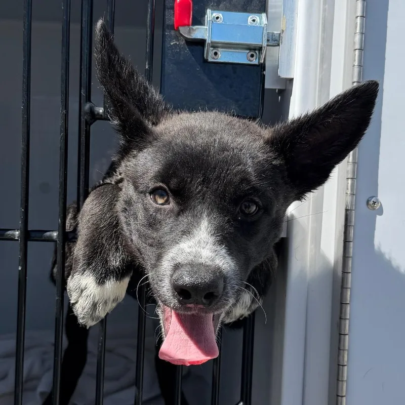 A baby small-sized female Black Husky dog named Guava for adoption in Reno, NV