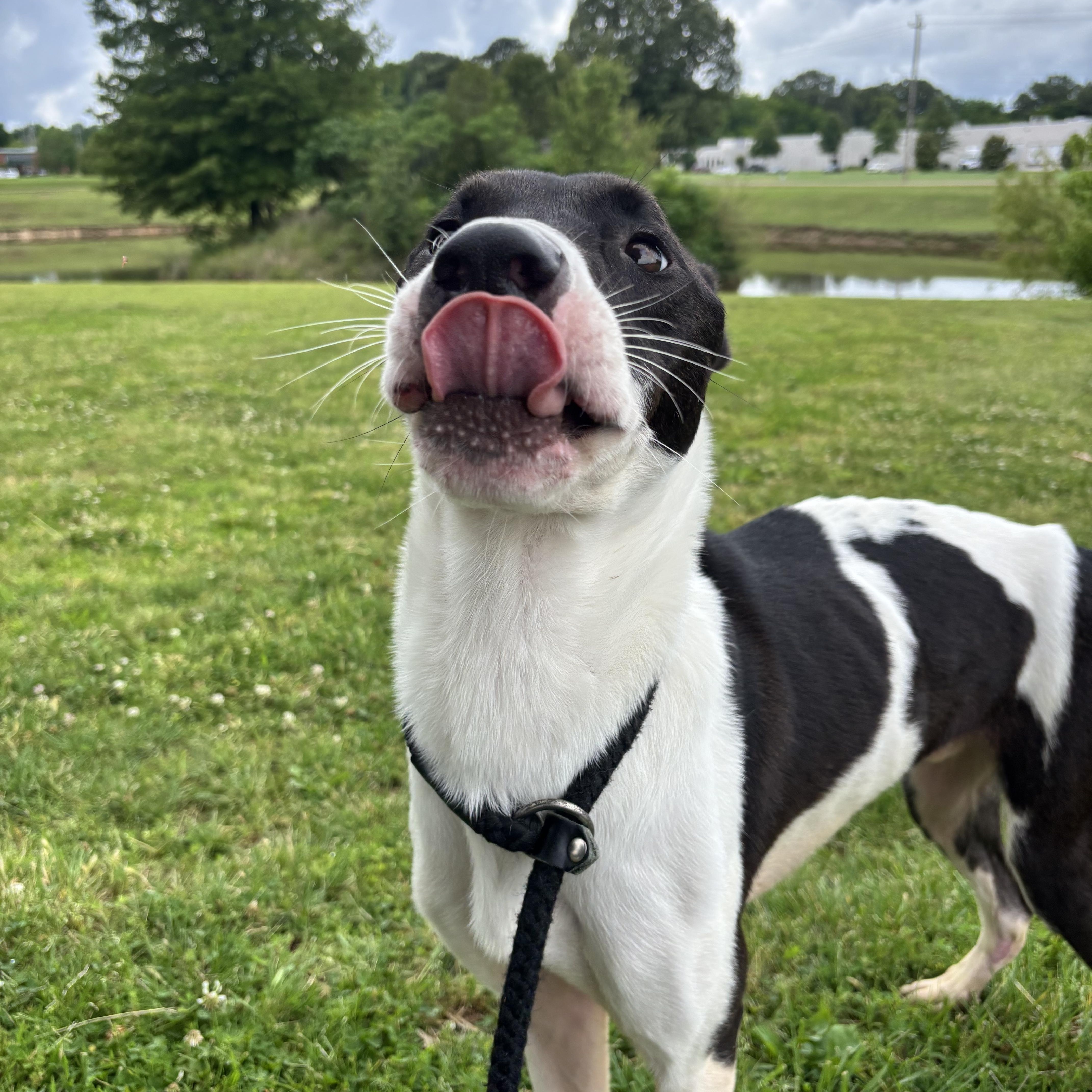 A young large-sized male Mixed Breed dog named Checkers for adoption in Collierville, TN