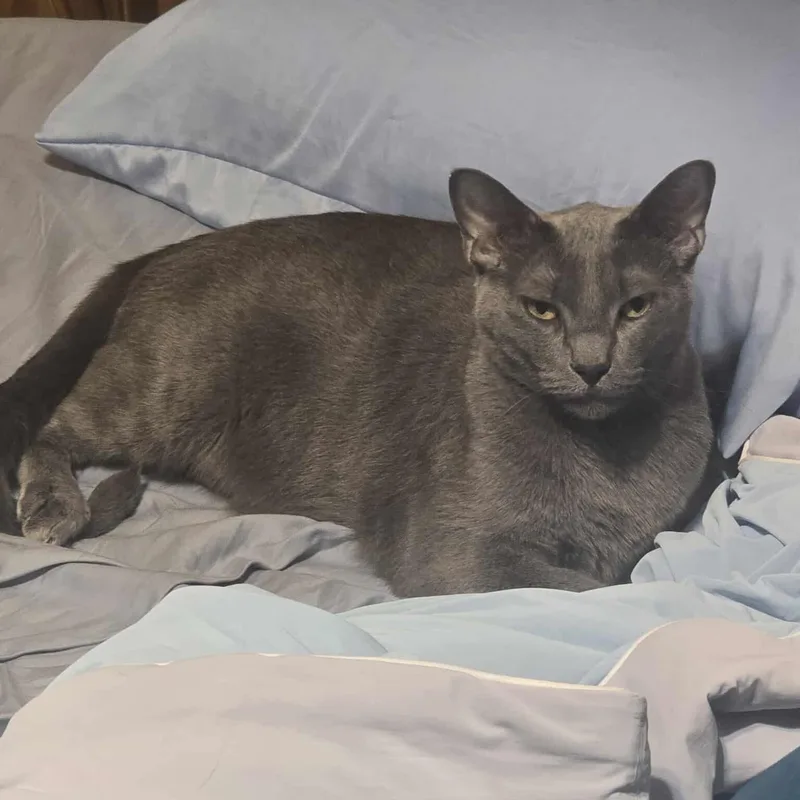 Sherlock & Watson thumbnail 3