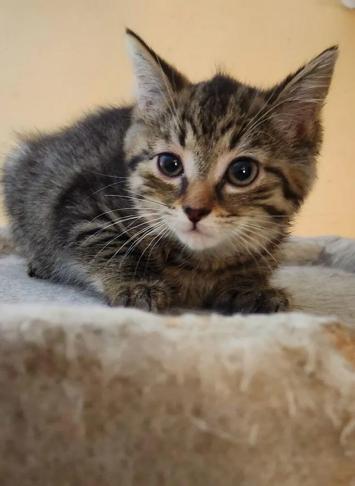 A baby small-sized female Domestic Short Hair cat named Monae for adoption in Henrico, VA