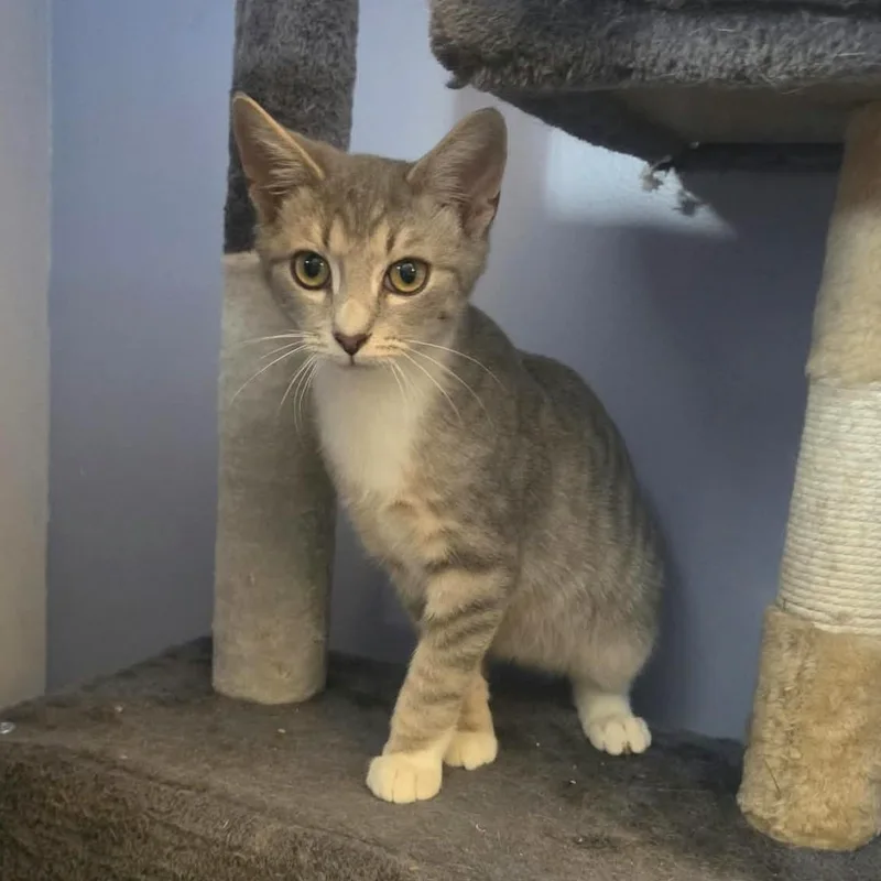 A baby medium-sized male Tabby (Gray / Blue / Silver) Tabby cat named Clove for adoption in Greensburg, PA