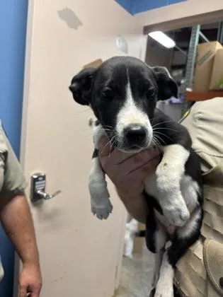 A baby medium-sized male Pit Bull Terrier dog named Carnelian $ for adoption in Seneca, SC
