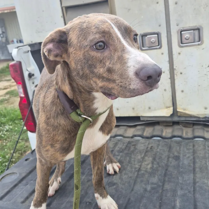 A young medium-sized male Pit Bull Terrier dog named Samurai for adoption in Durant, OK