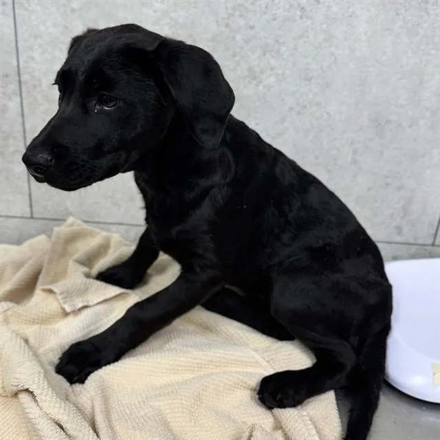 A baby small-sized female Labrador Retriever dog named Celestia for adoption in Naples, FL