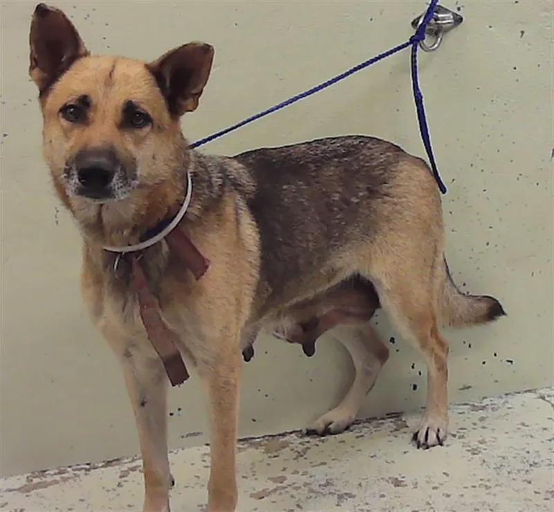 An adult large-sized female German Shepherd Dog dog named Rainbowdash for adoption in Houston, TX