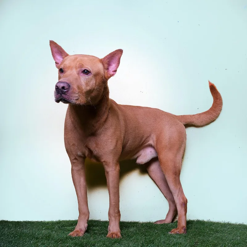 An adult medium-sized male Golden Mixed Breed dog named Scooby for adoption in San Juan, PR