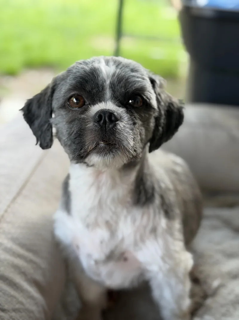 An adult small-sized female Shih Tzu dog named Daisy for adoption in Delmar, NY