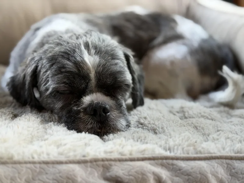Daisy thumbnail 2