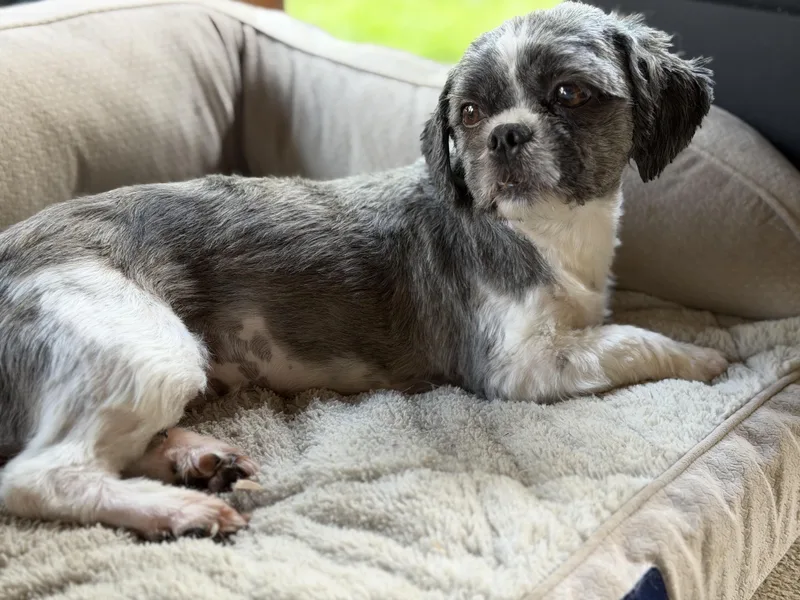 Daisy thumbnail 3