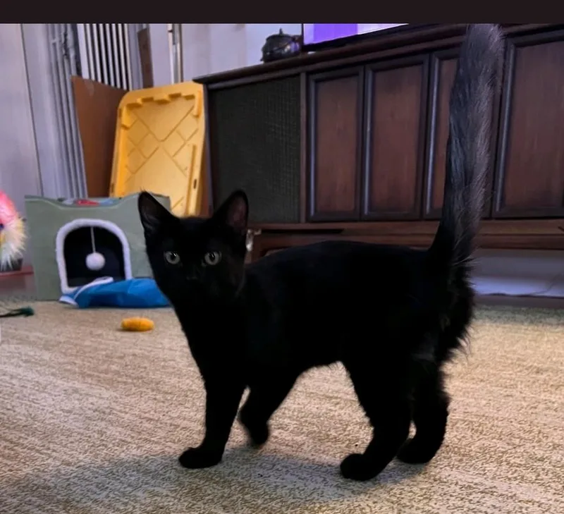 A baby medium-sized male Domestic Short Hair cat named Wolfie for adoption in Reno, NV