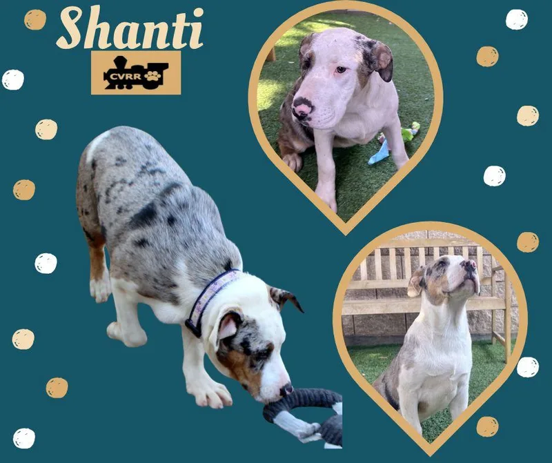 A baby medium-sized female Australian Shepherd dog named Shanti for adoption in Lindsay, CA