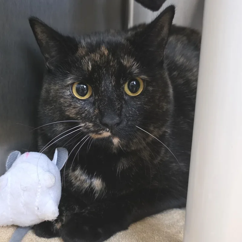 An adult large-sized female Tortoiseshell Domestic Short Hair cat named Claudia for adoption in Fort Wayne, IN