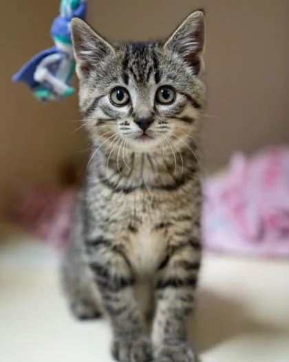 A baby small-sized male Domestic Short Hair cat named Samson for adoption in Pequot Lakes, MN