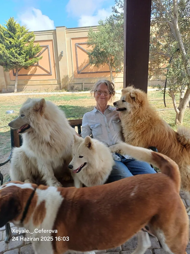 An adult medium-sized female Apricot / Beige Samoyed dog named Mika for adoption in New York, NY