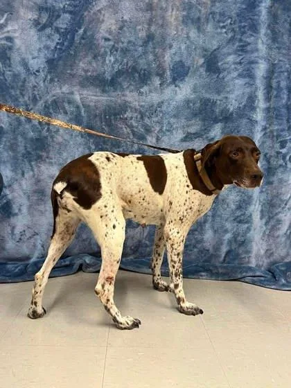 An adult medium-sized female German Shorthaired Pointer dog named Ginny for adoption in McCook, NE