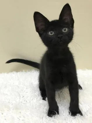 Loki