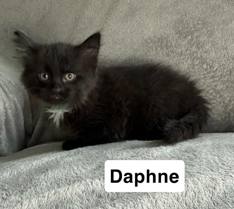 A baby medium-sized female Black Domestic Medium Hair cat named Daphne for adoption in Medinah, IL