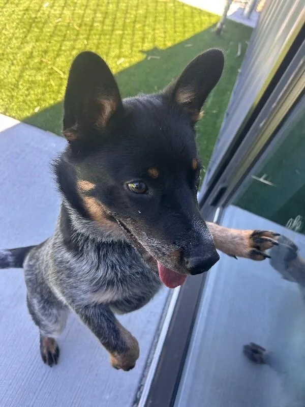 A young medium-sized male Merle (Blue) Australian Cattle Dog / Blue Heeler dog named Bluey for adoption in bellefontaine, OH