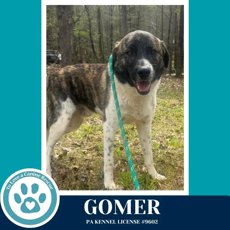 An adult large-sized male Tricolor (Brown, Black, & White) Anatolian Shepherd dog named Gomer for adoption in Kimberton, PA