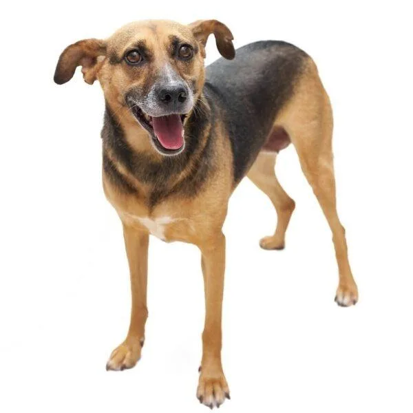 An adult medium-sized female Black Mixed Breed dog named Rusko for adoption in San Diego, CA