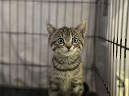 A baby small-sized female Domestic Short Hair cat named Hazel for adoption in Munster, IN