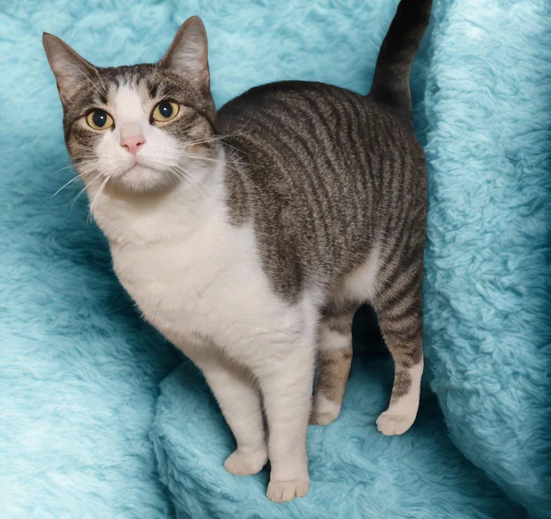 A young large-sized male Tabby (Brown / Chocolate) Tabby cat named Moo Moo for adoption in Euclid, OH
