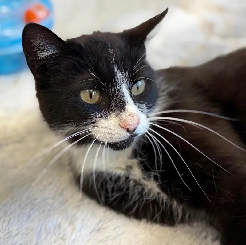 A young medium-sized female Domestic Short Hair cat named Uncie for adoption in Columbia, IL